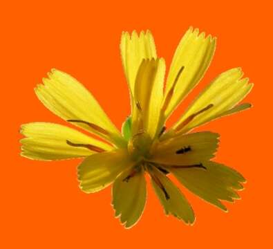 Image of common hawkweed