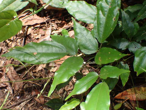 Image of Hylodesmum leptopus (Benth.) H. Ohashi & R. R. Mill