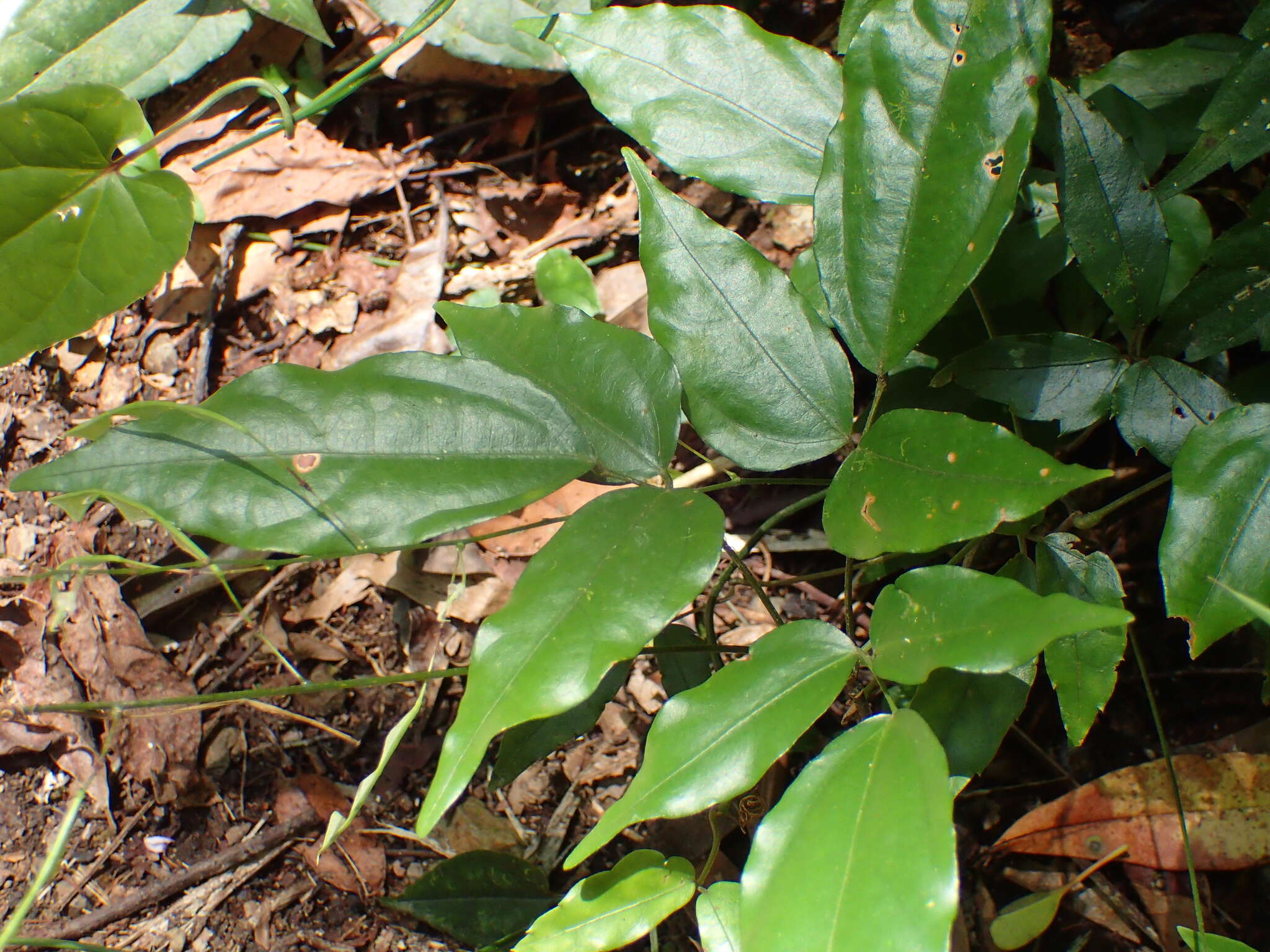 Plancia ëd Hylodesmum leptopus (Benth.) H. Ohashi & R. R. Mill