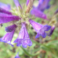 Image of Sierra beardtongue