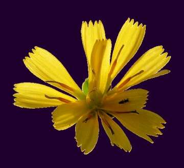 Image of common hawkweed