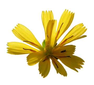 Image of common hawkweed