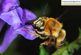 Image de Anthophora deserticola Morawitz 1873