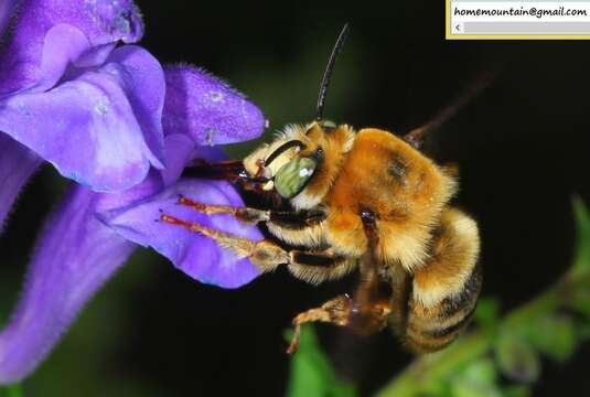 Image of Anthophora deserticola Morawitz 1873