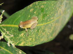 Image of Brown-bordered Snouted Treefrog