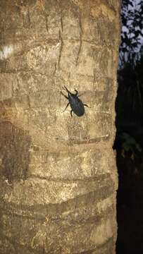 Image of Palm weevil