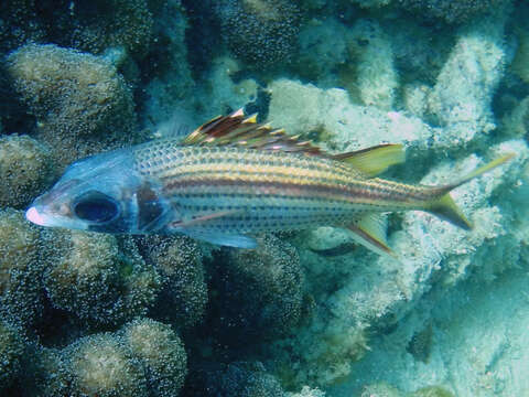 Image of Armed Squirrel-fish