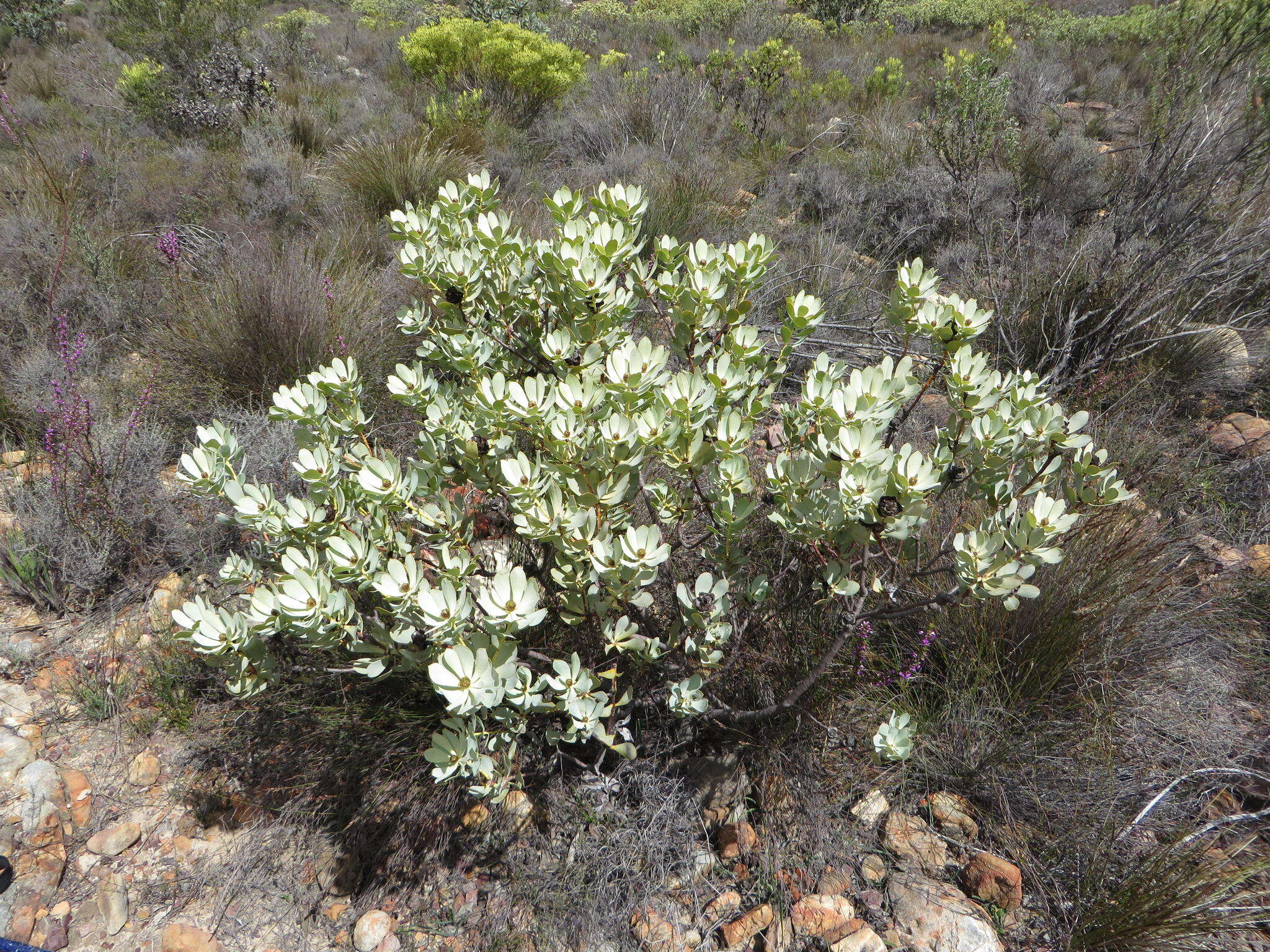 Image of Leucadendron loranthifolium (Salisb. ex Knight) I. Williams