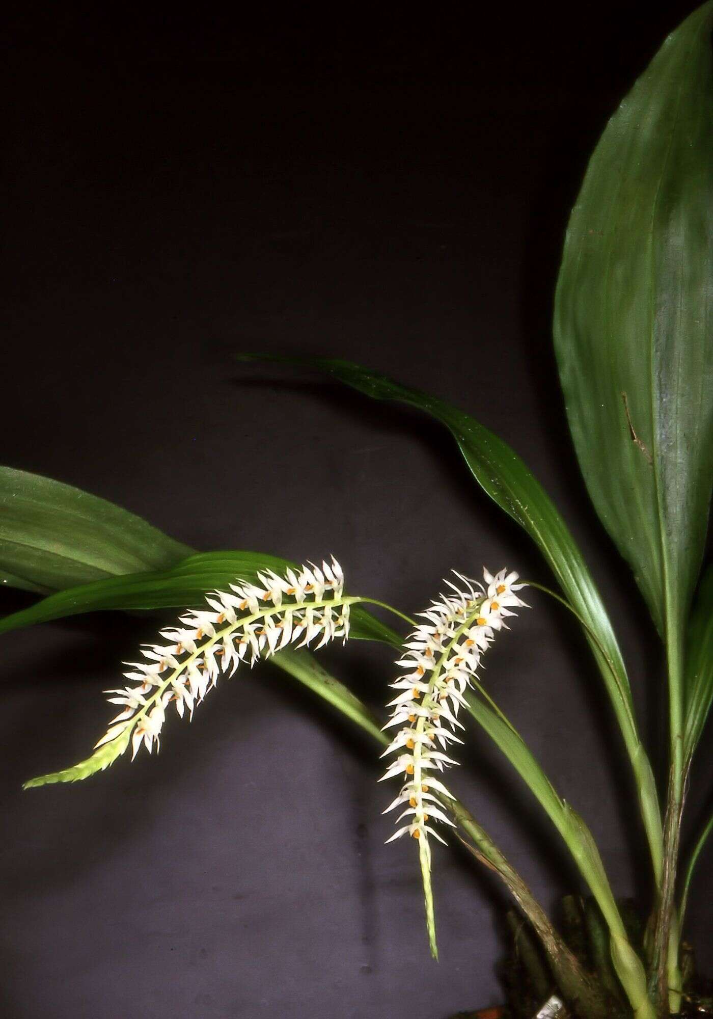 Image of Hay-scented orchid