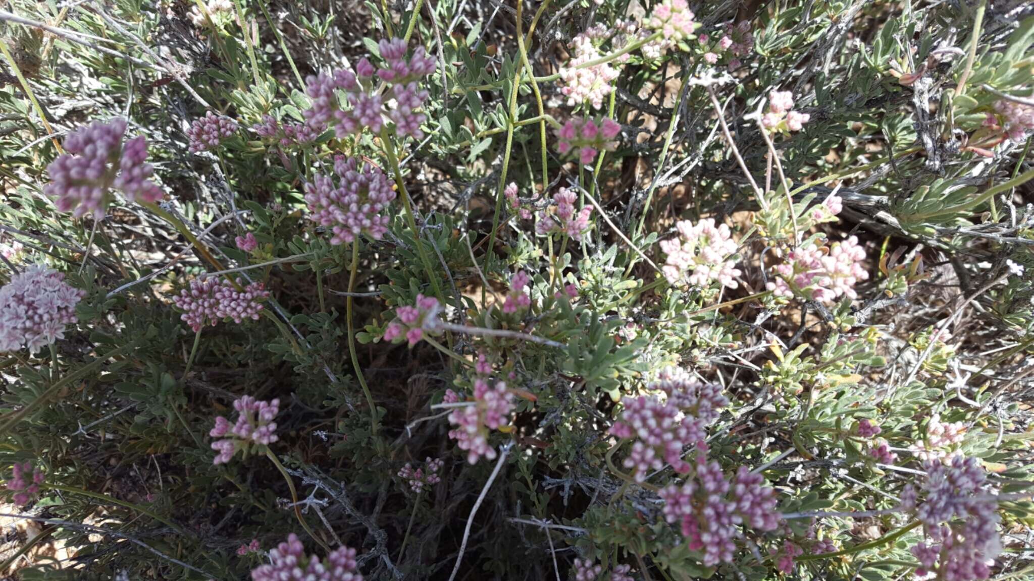 Imagem de Eriogonum fasciculatum var. polifolium (Benth.) Torrey & A. Gray