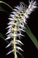 Image of Hay-scented orchid