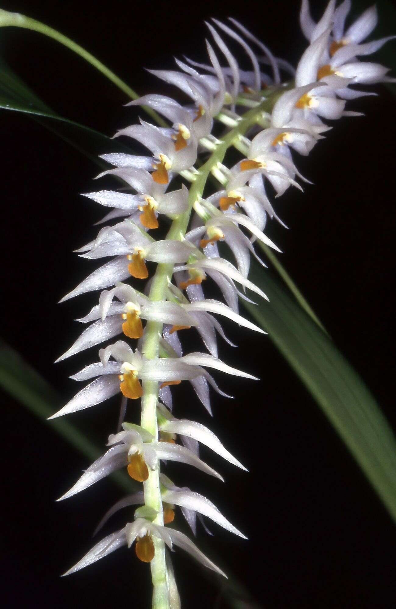 Image of Hay-scented orchid