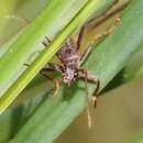 Image of Aphneope sericata Pascoe 1863