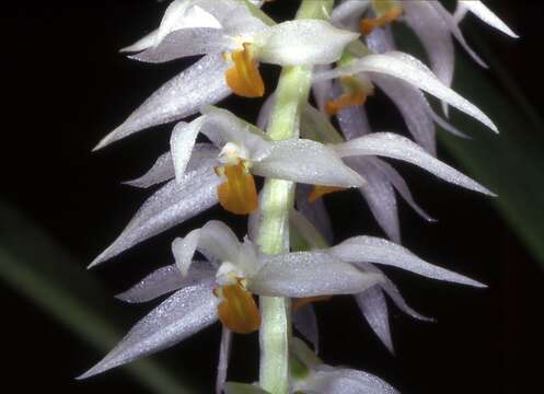 Image of Hay-scented orchid