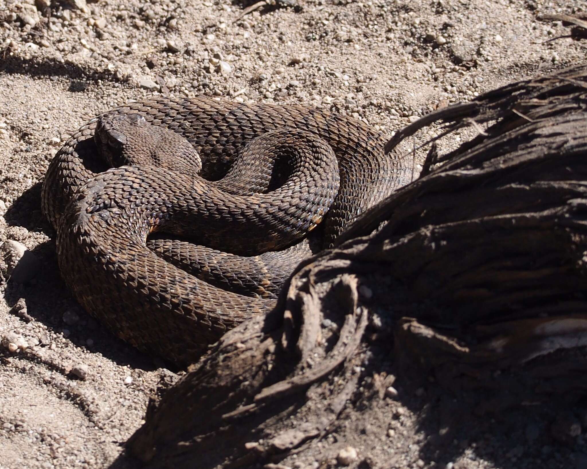 Image of Crotalus oreganus oreganus Holbrook 1840