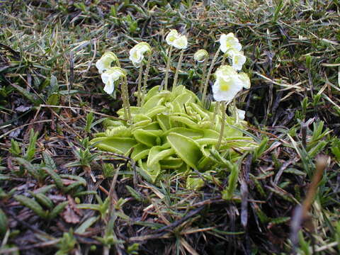 Image of Pinguicula alpina L.