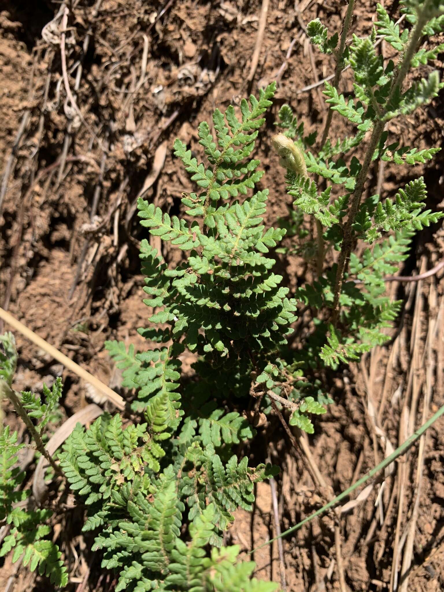 Image of Cheilanthes inaequalis (Kunze) Mett.