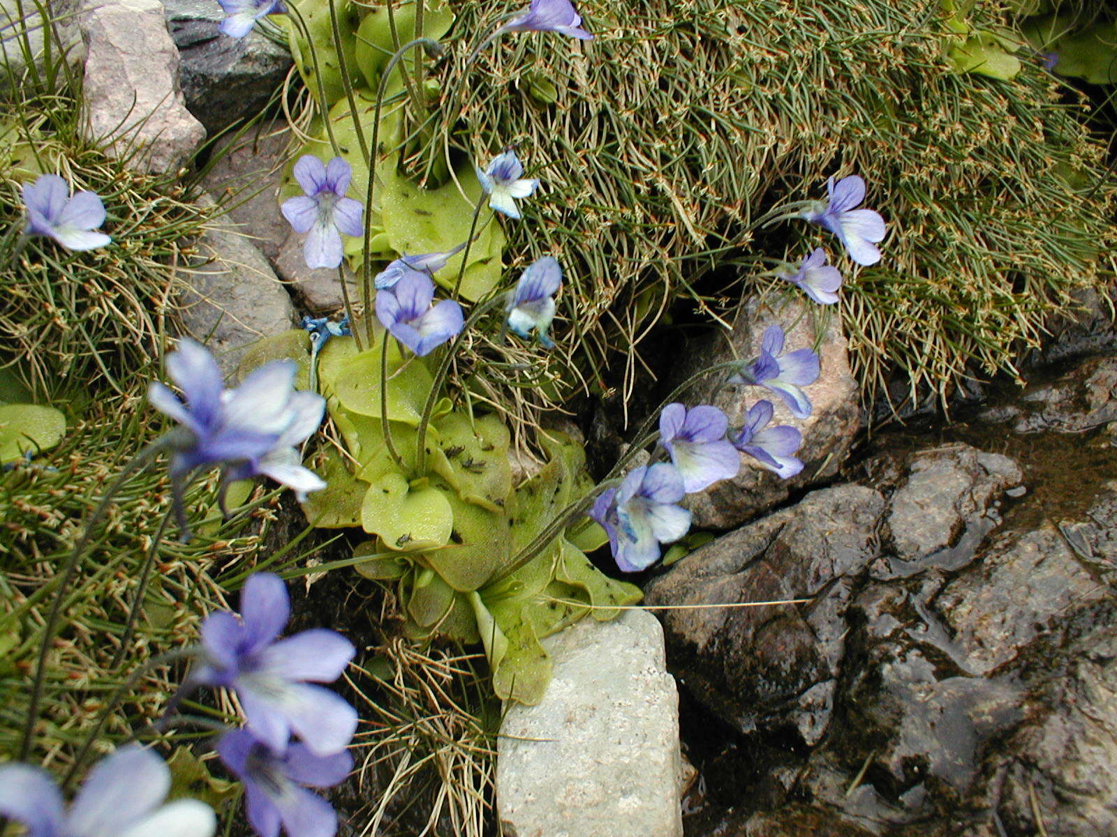 Image of Butterworts