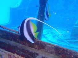 Image of Bannerfish