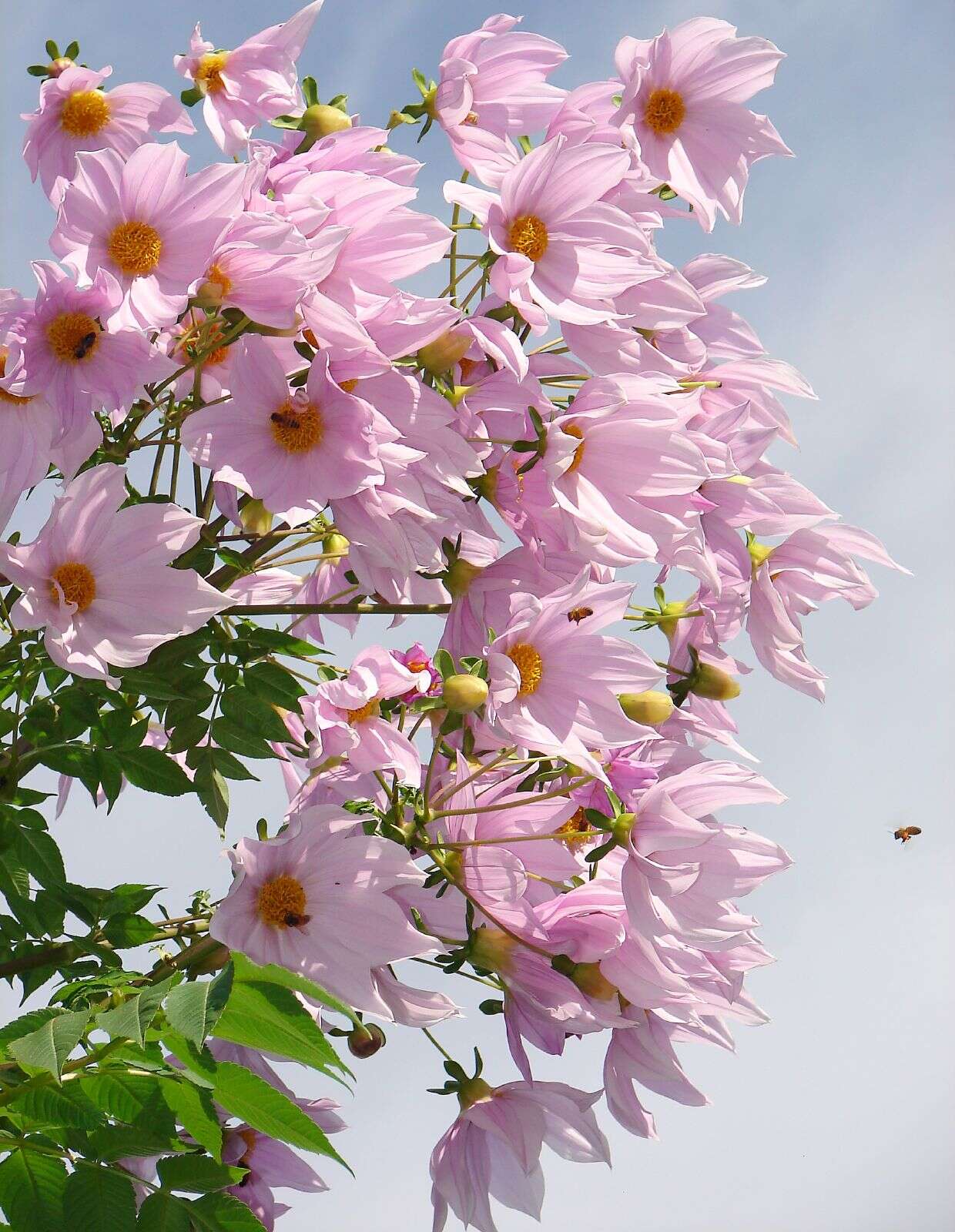 Image of Tree dahlia