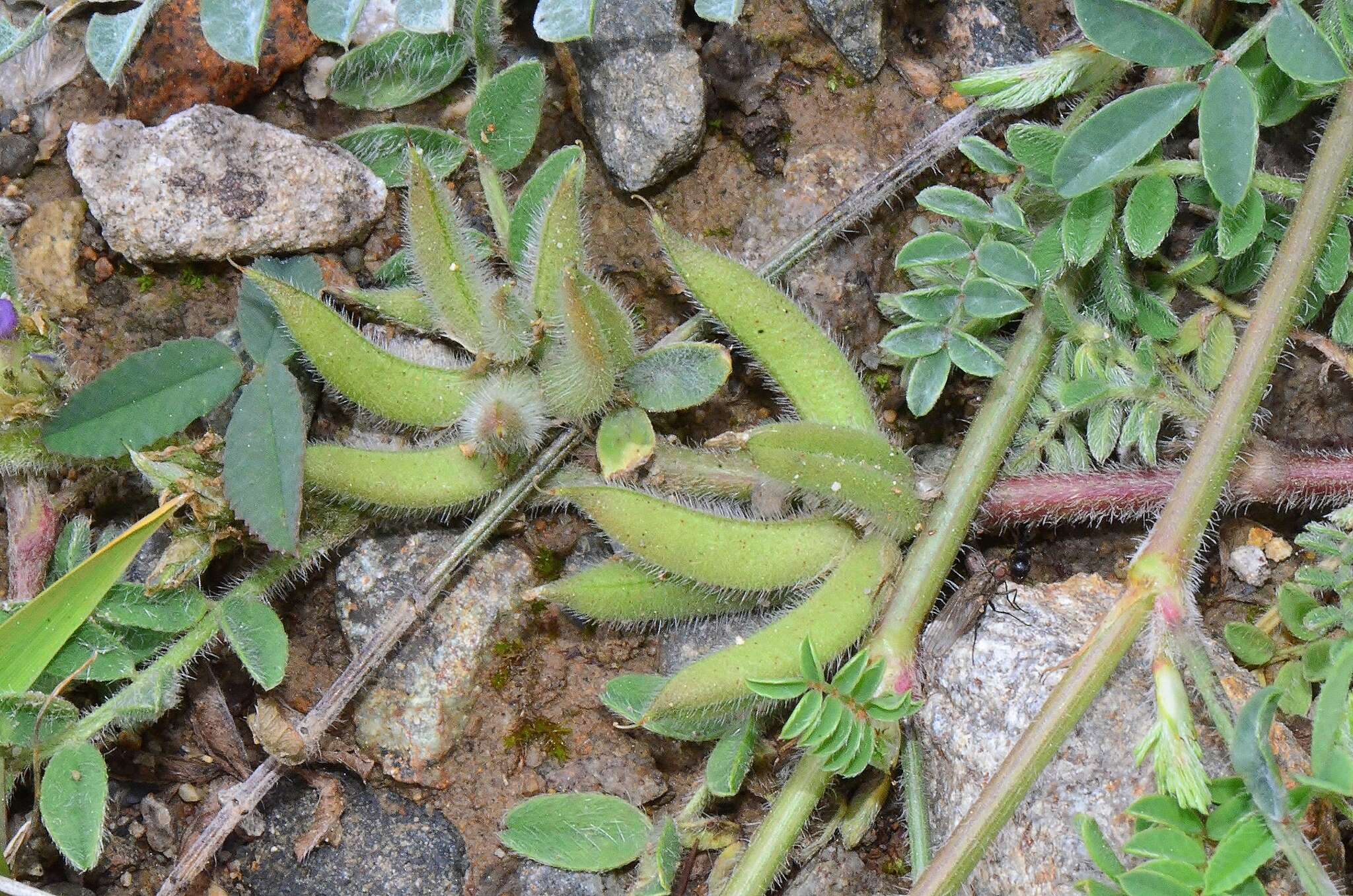 Imagem de Astragalus sesameus L.