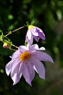 Image of Tree dahlia