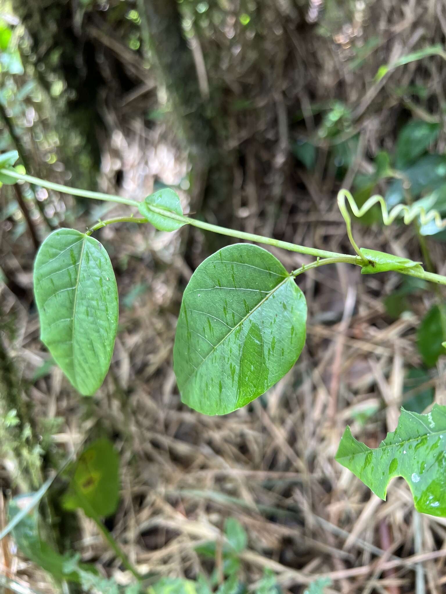 Image de Passiflora longipes A. Juss.