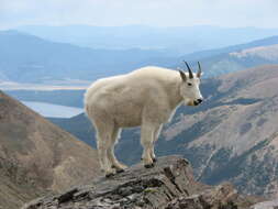 Image of mountain goat