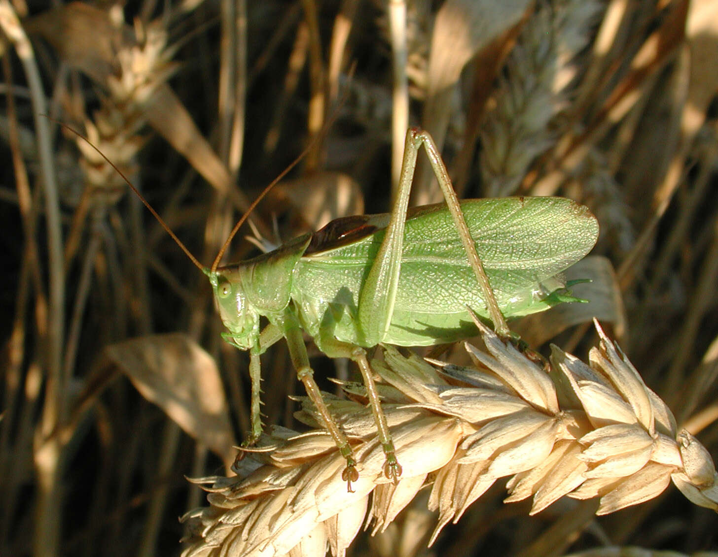 Image of upland green bush-cricket