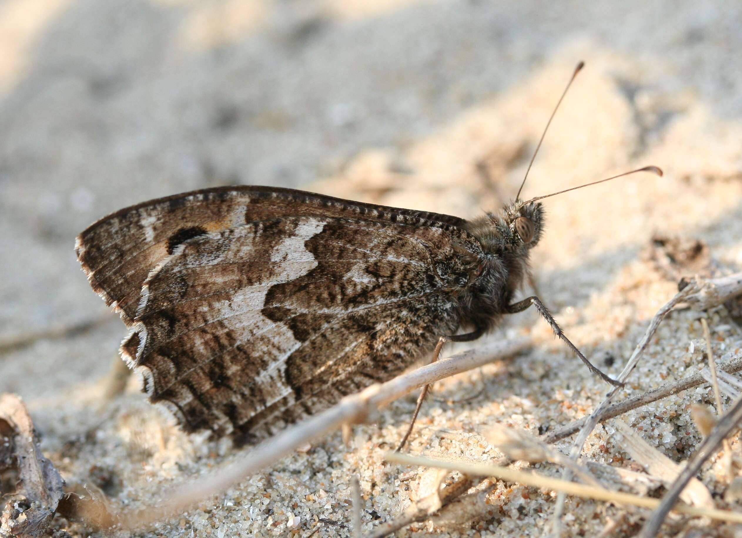 Image of Grayling