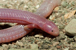 Image of two-legged worm lizards