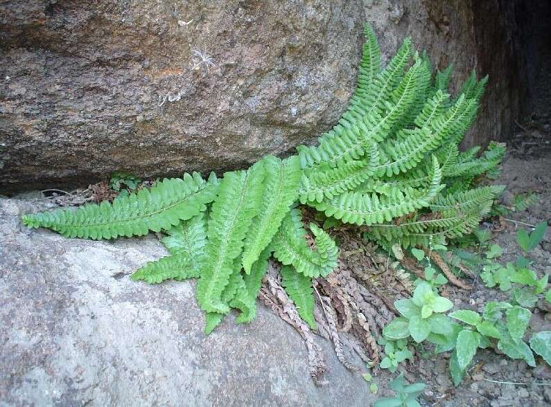 Image de Polystichum scopulinum (D. C. Eat.) Maxon