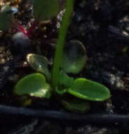 Image of Small-Flower Grass-of-Parnassus