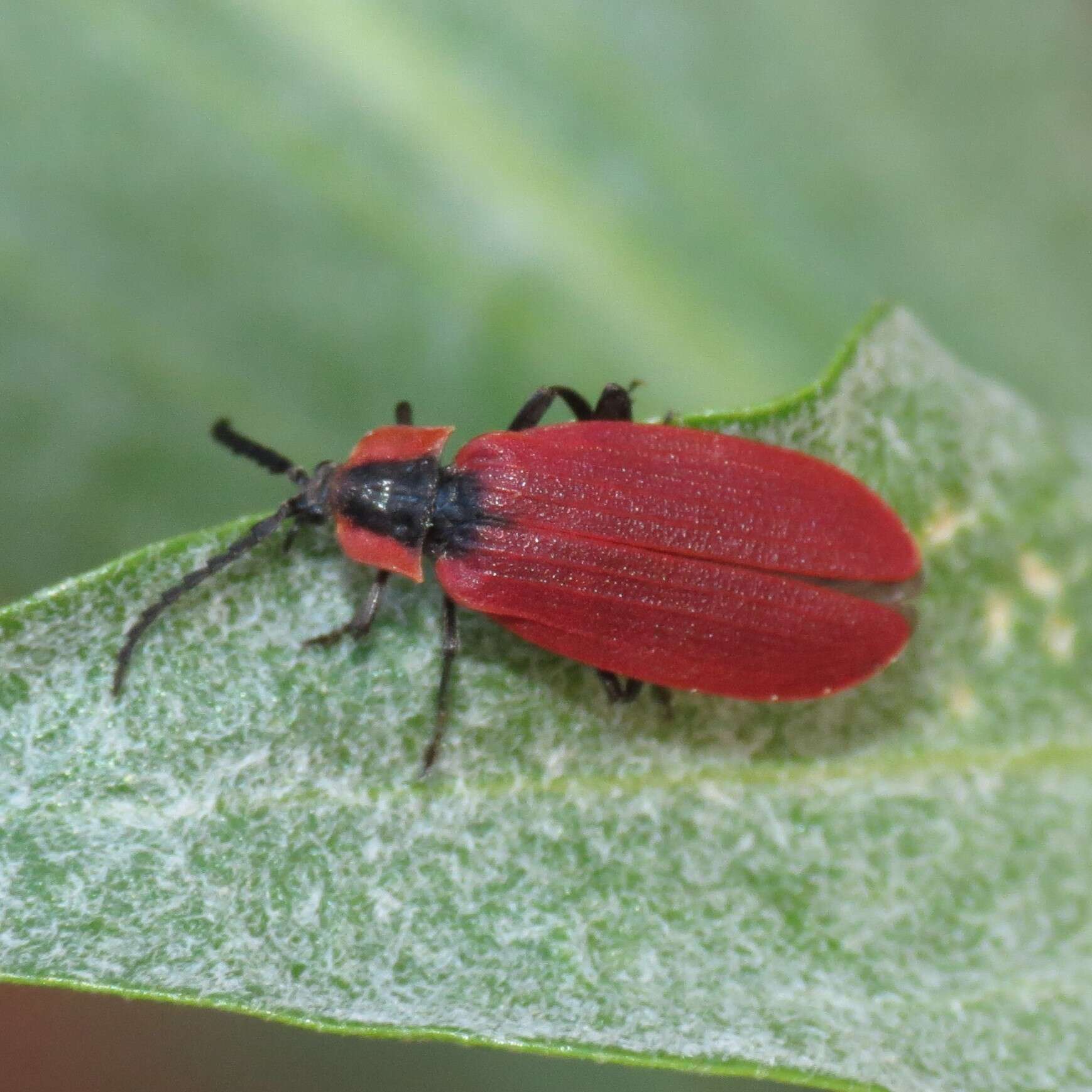 Plancia ëd Lycus sanguinipennis Say 1823