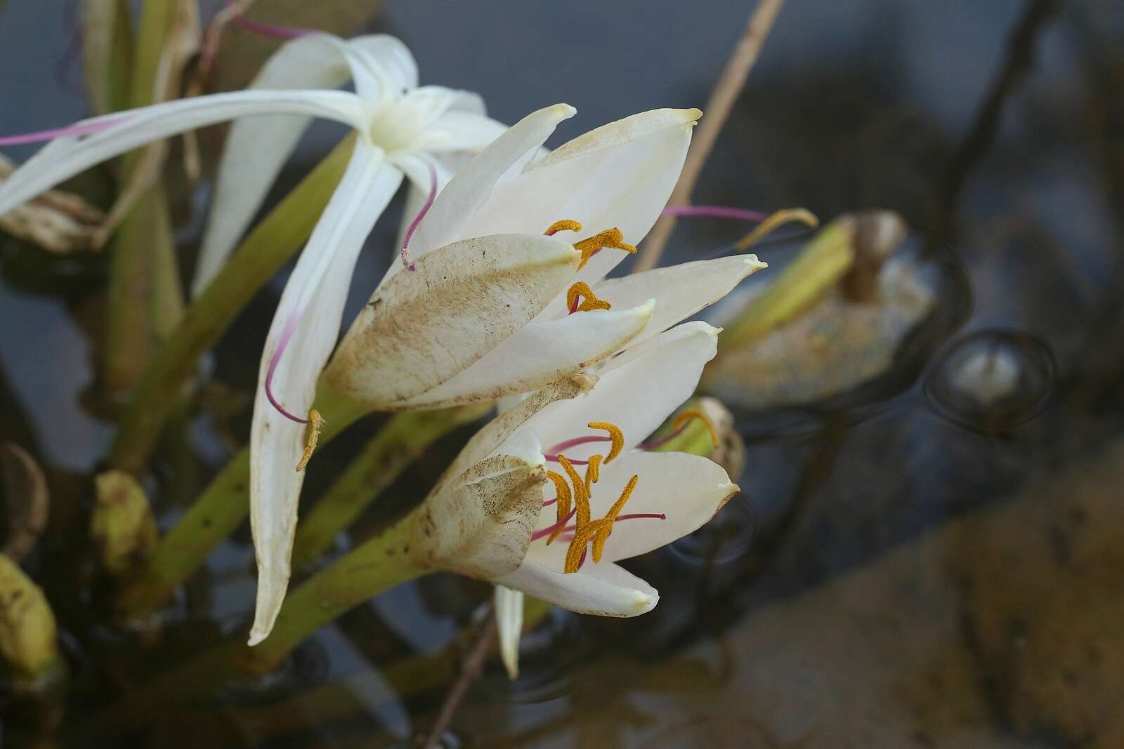 Слика од Crinum viviparum (Lam.) R. Ansari & V. J. Nair