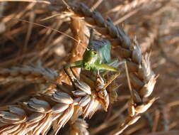 Image of upland green bush-cricket