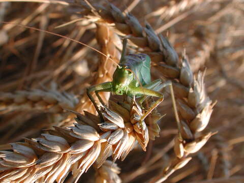 Image of upland green bush-cricket