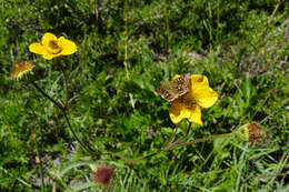 Image of Geum magellanicum Comm. ex Pers.