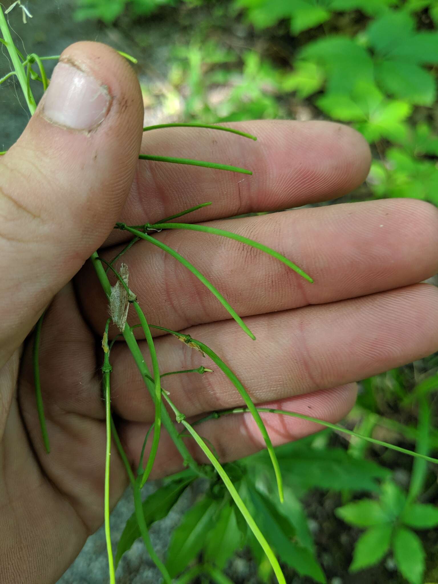 Image of Borodinia canadensis