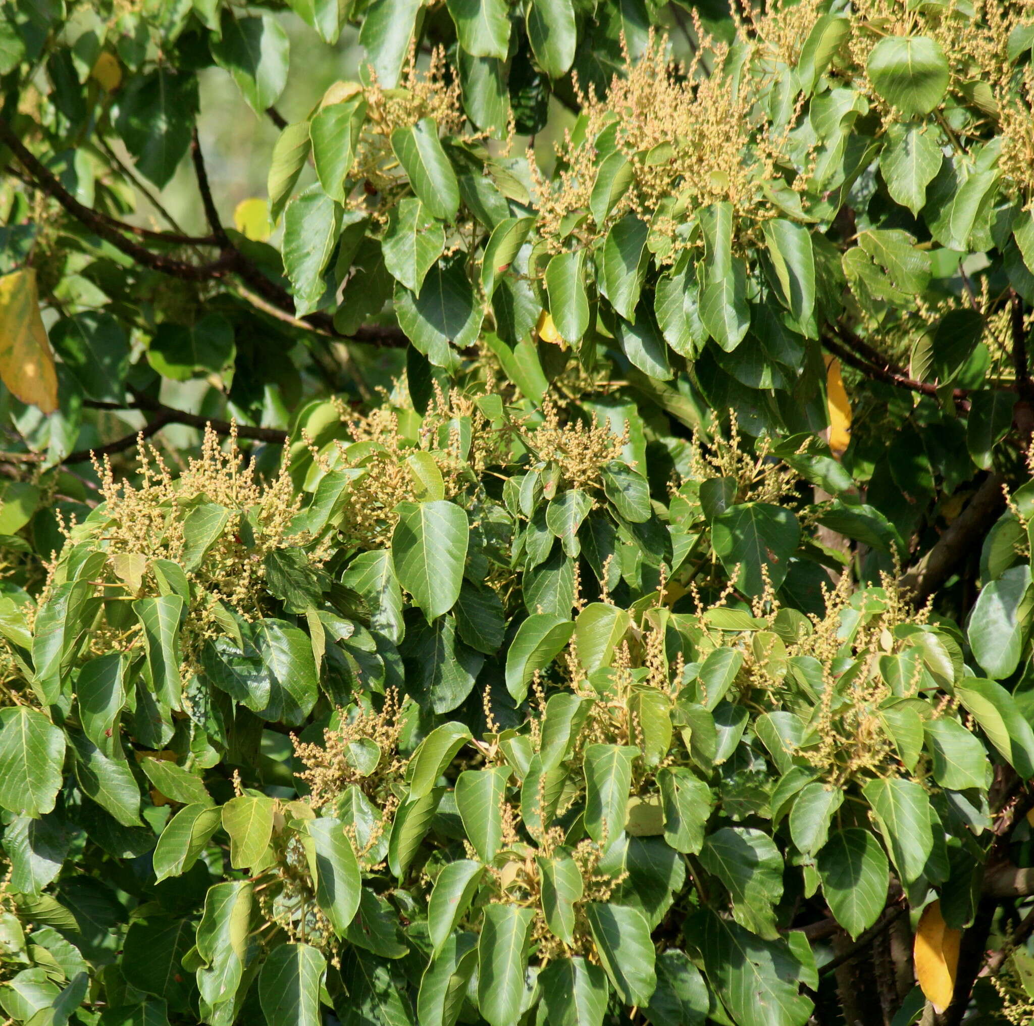 Macaranga capensis (Baill.) Sim的圖片