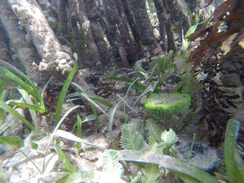 Image of Pacific cupped oyster