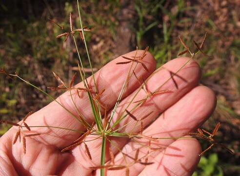 Image of Cyperus tenuispica Steud.