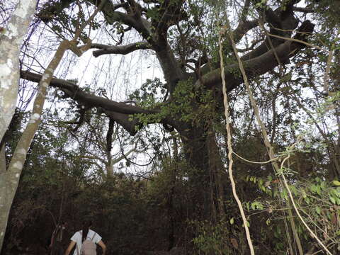 Image de Ceiba trischistandra (A. Gray) Bakhuisen