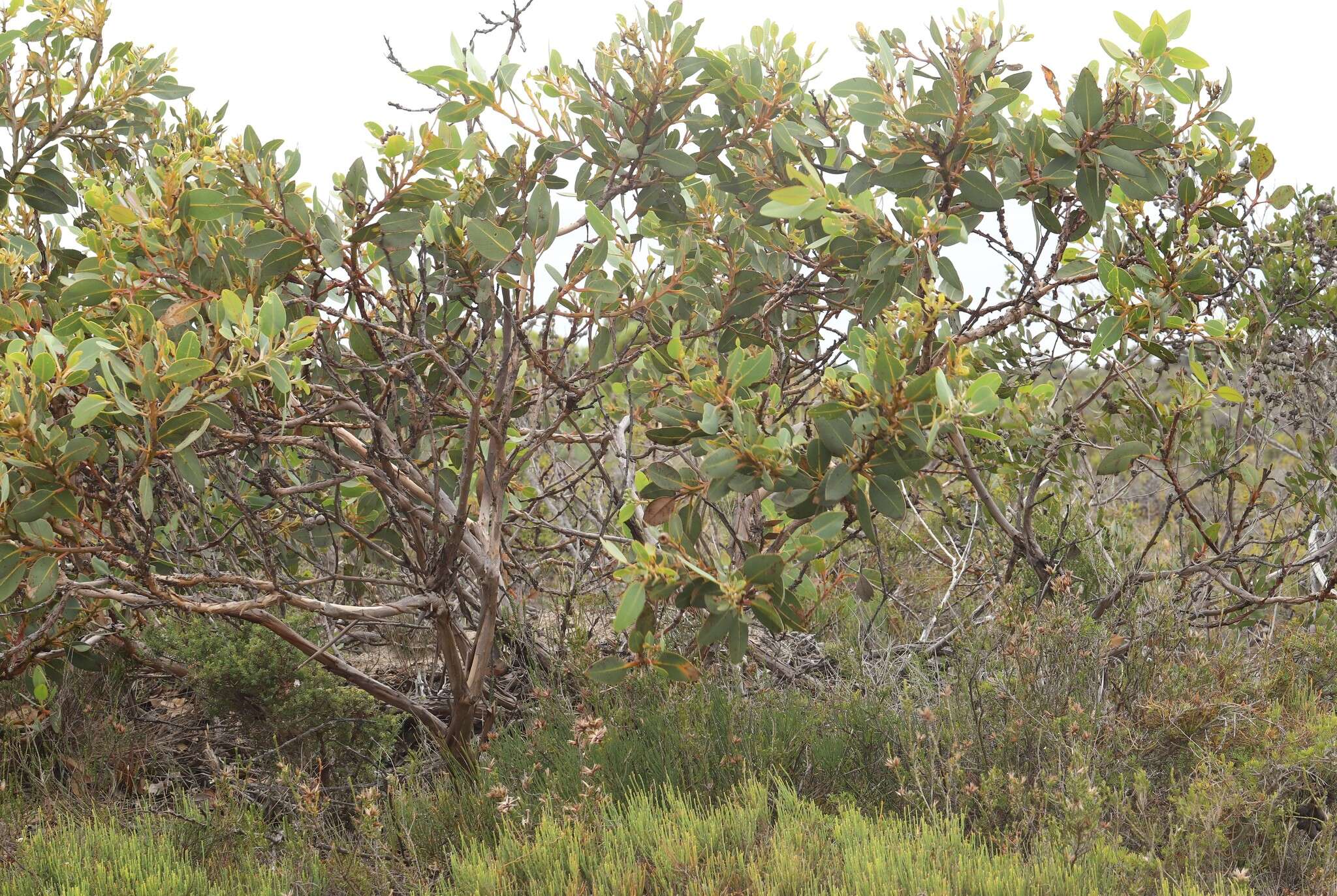 Image of Eucalyptus extrica D. Nicolle