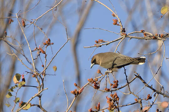 Image of Black-faced Woodswallow