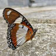 Image of False Plain Tiger