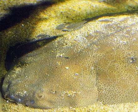 Image of Japanese Angelshark