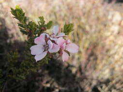 Image of Adenandra dahlgrenii Strid