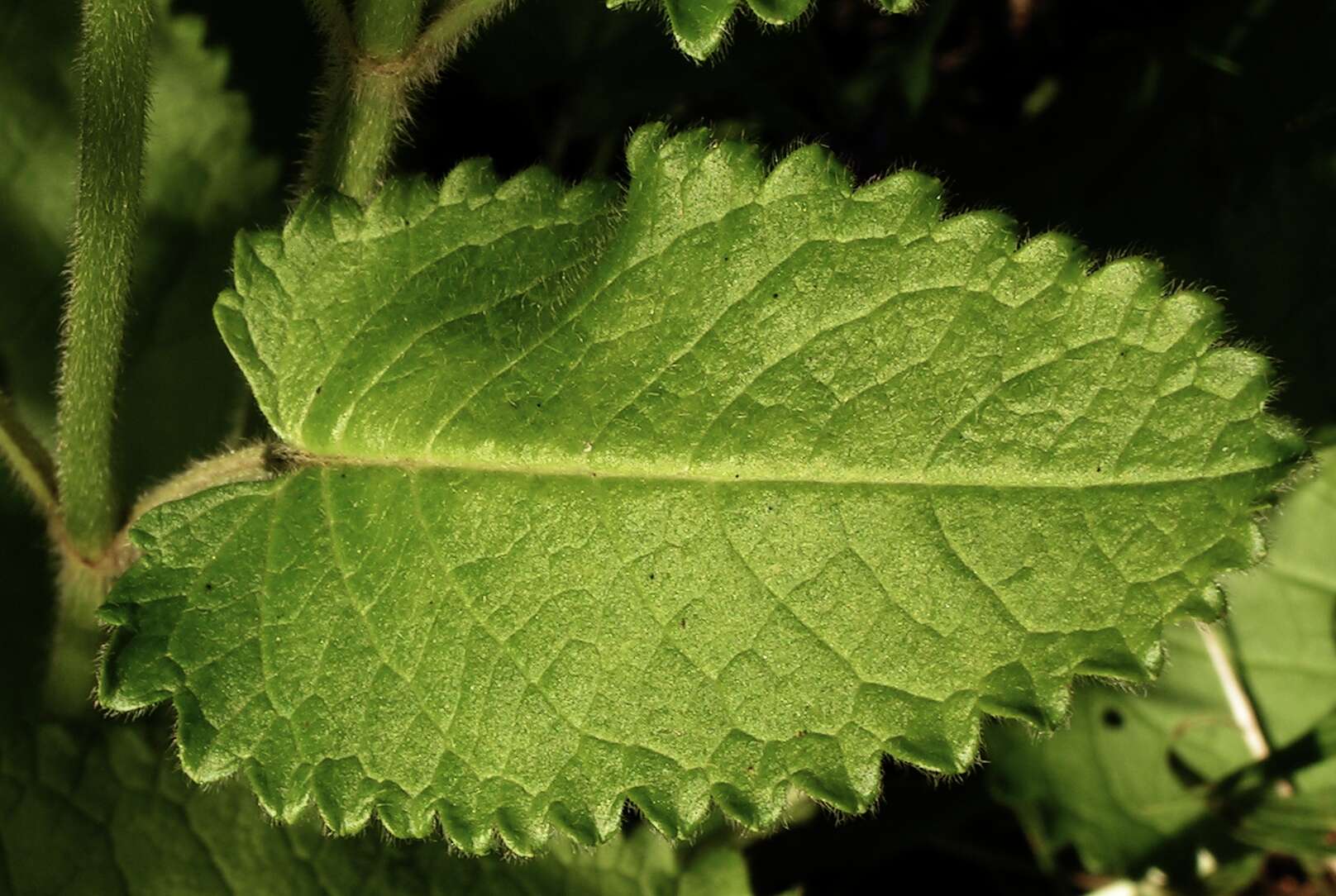 Image de Betonica officinalis L.