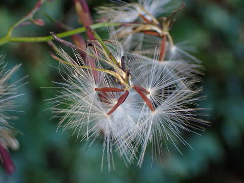 Image de Paraprenanthes melanantha (Franch.) Ze H. Wang